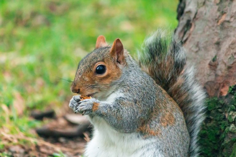 Can Squirrels Get Rabies? Separating Fact from Fiction