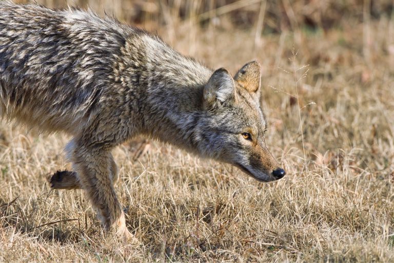 Do Coyotes Attack Humans? The Truth About Coyote Safety