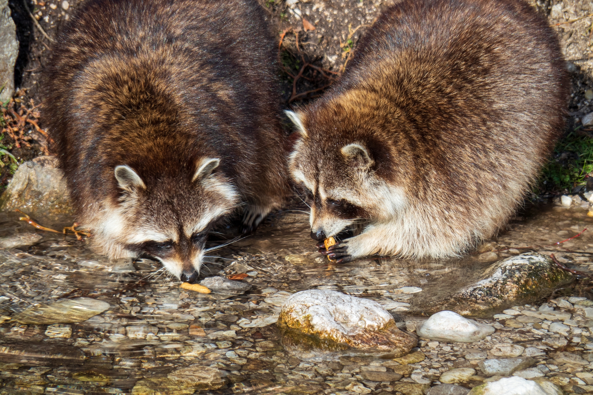 Why Do Raccoons Wash Their Food? The Adorable Truth Revealed