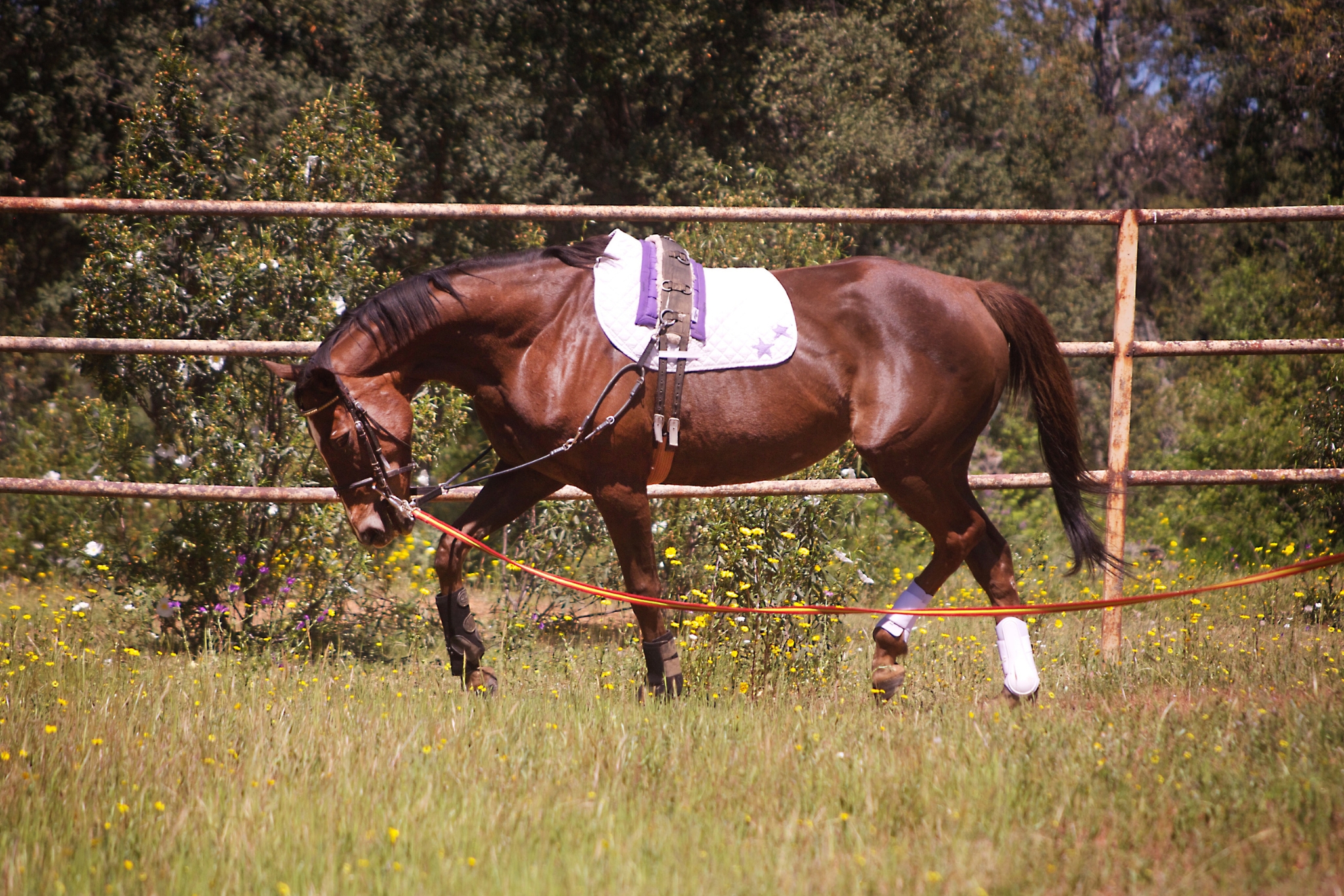 Transform Your Horse Training with Positive Reinforcement (Here's How!)