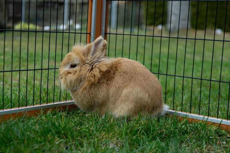 Can Pet Rabbits Live Outside? Everything You Need to Know