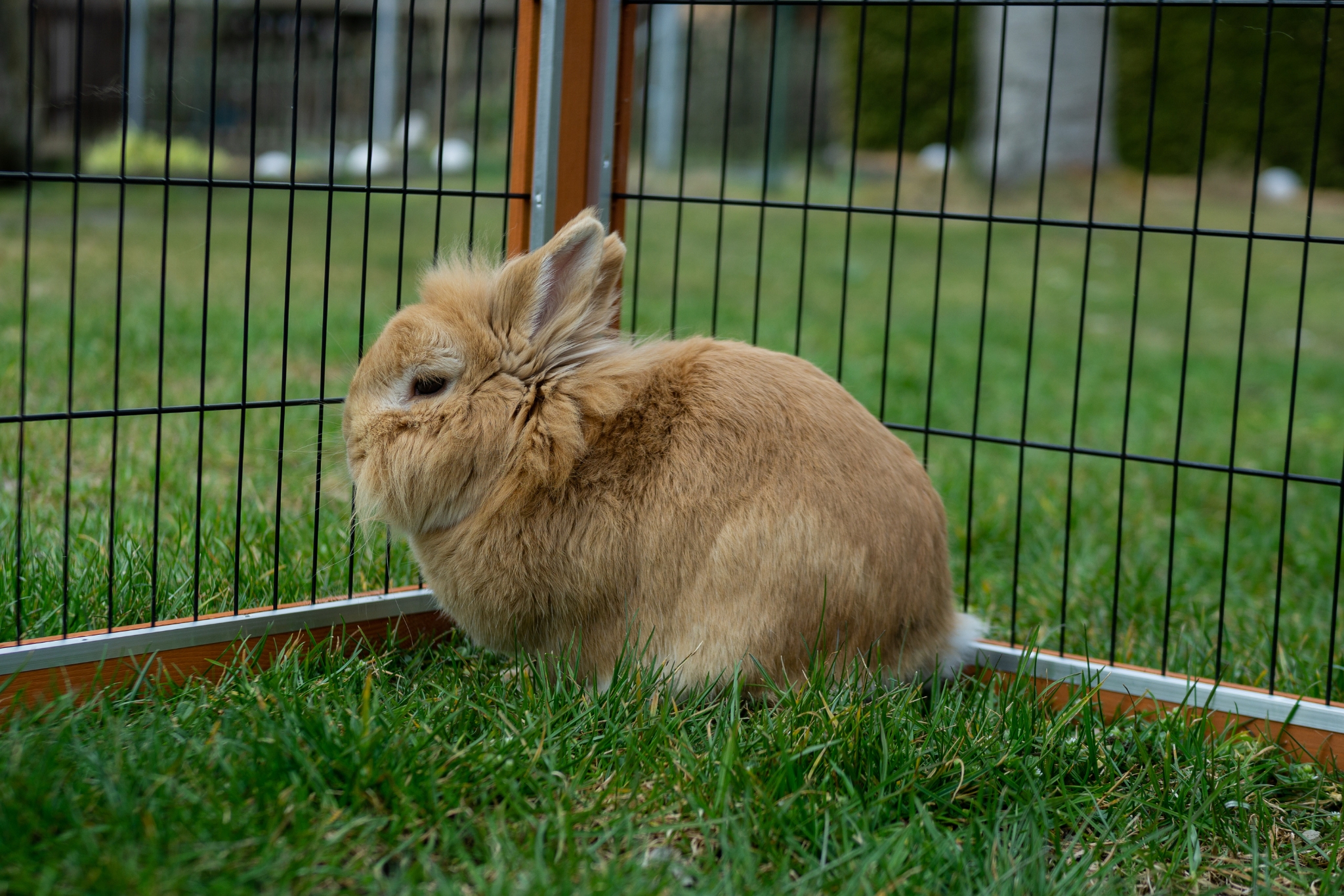 Can Pet Rabbits Live Outside? Everything You Need to Know