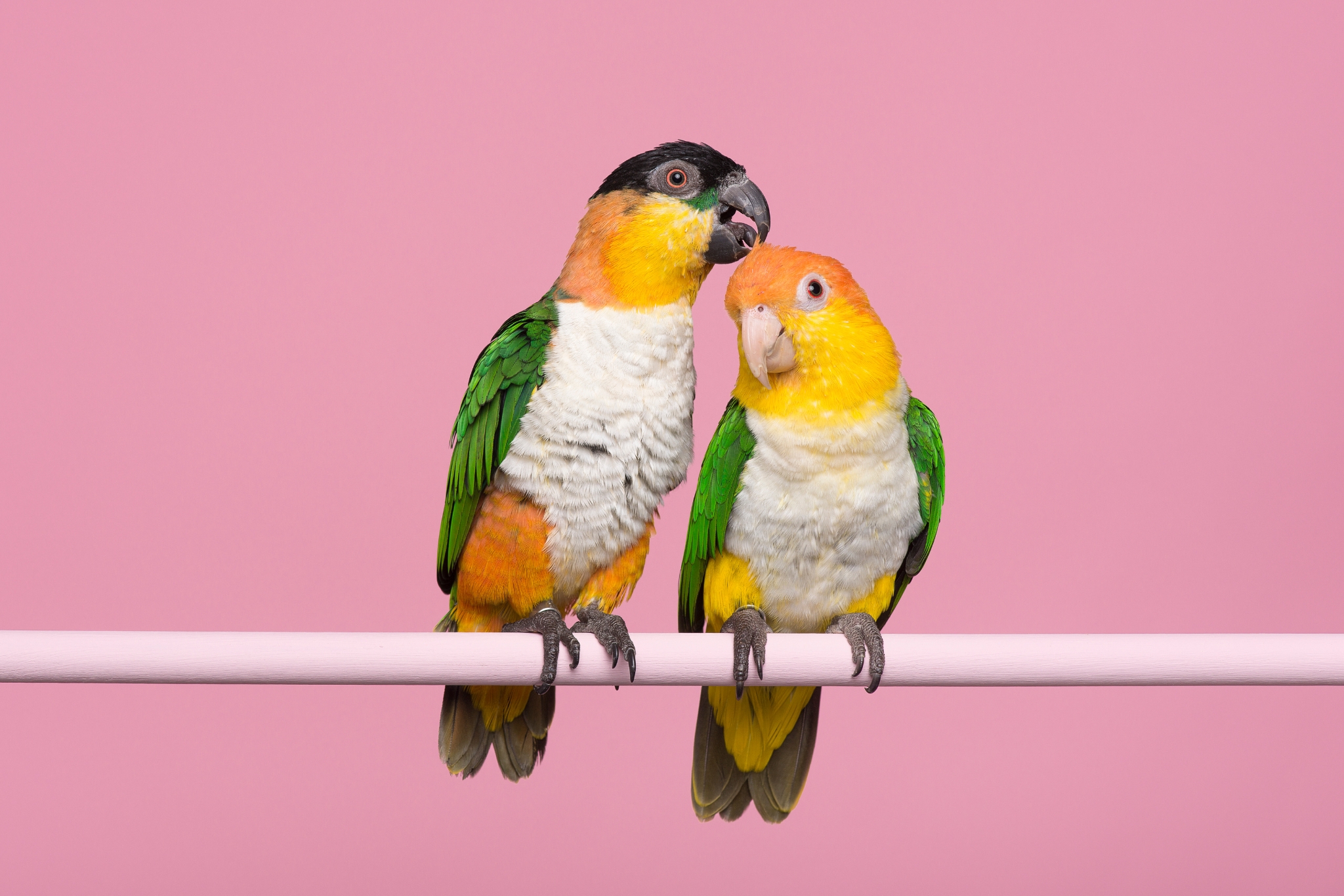 Are Caique Parrots Loud? Volume Levels, Sounds & What to Expect