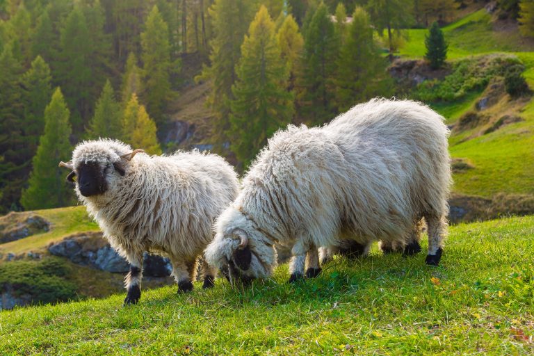 How Much Are Valais Blacknose Sheep? Complete Cost Breakdown