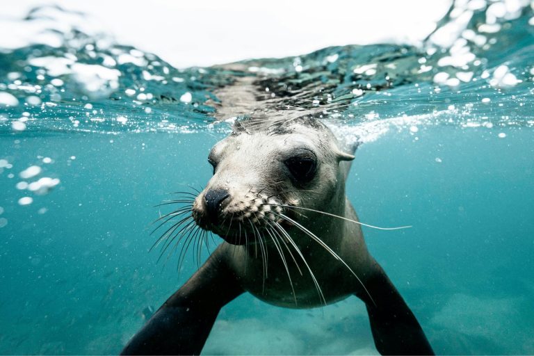 Do Seals Sleep Underwater? The Surprising Answer Will Blow Your Mind