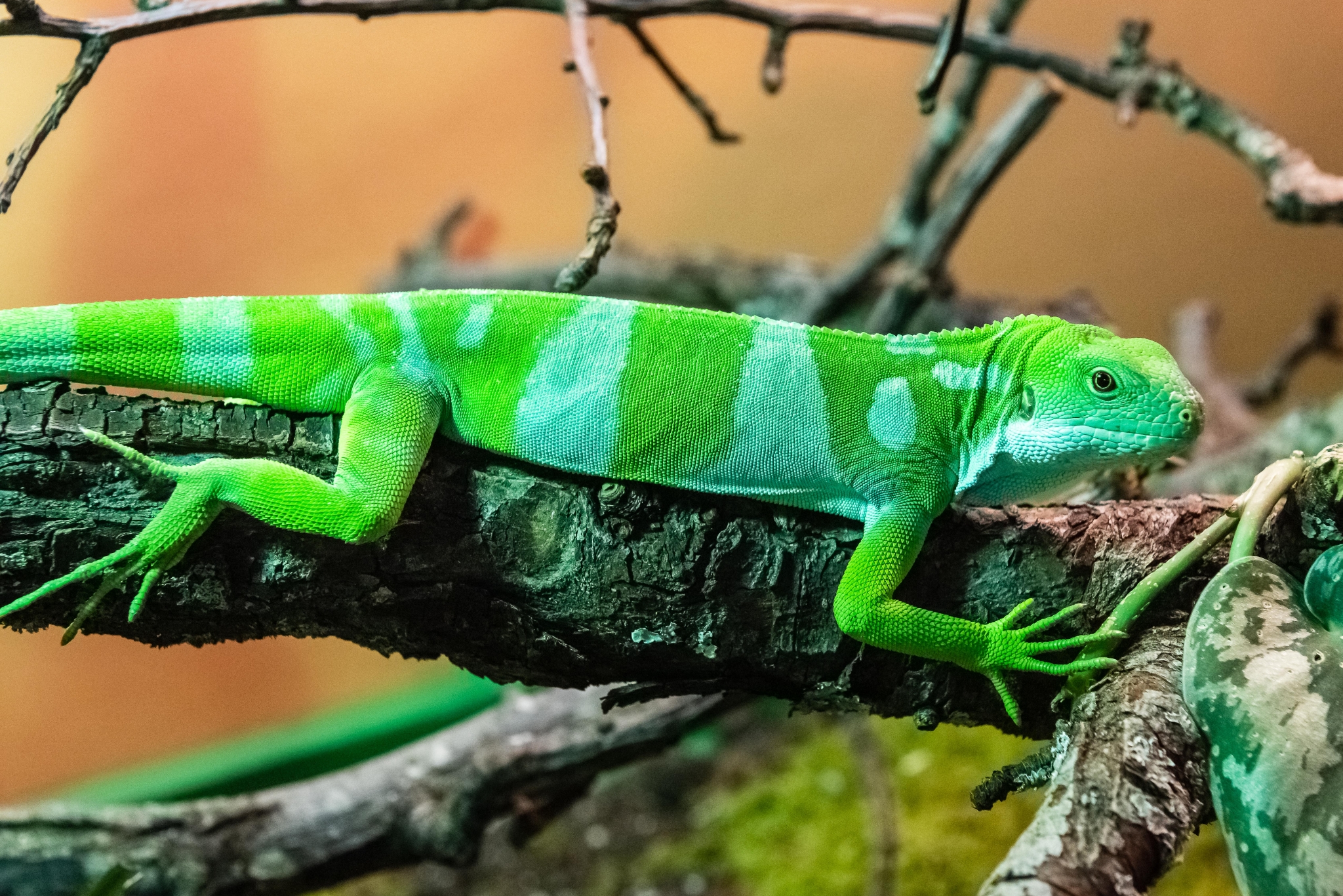 Why Are Fiji Banded Iguanas Illegal? The Legal Facts Explained