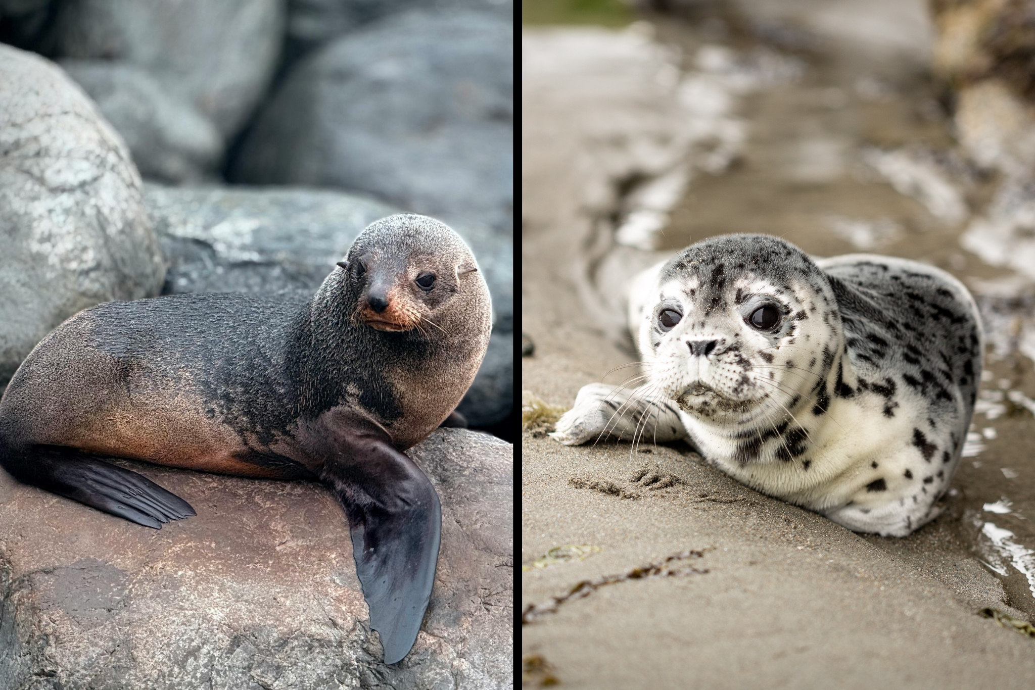 Sea Lion vs Seal: How to Tell Them Apart