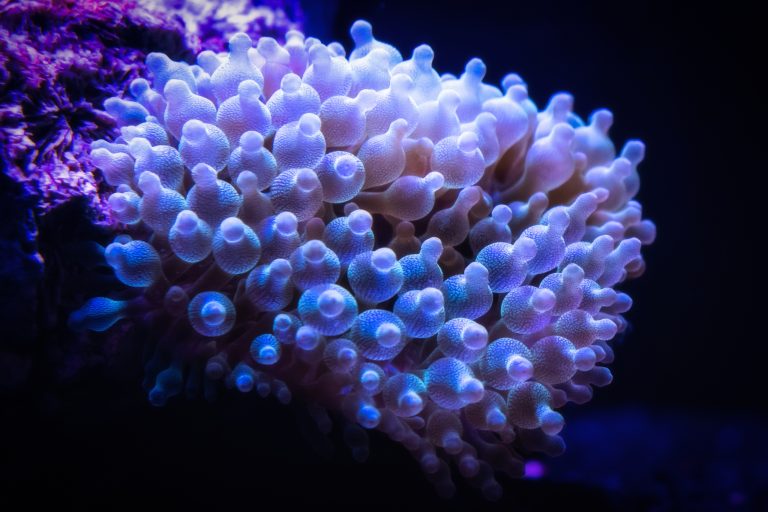 Bubble Tip Anemone Tank Size: Why Bigger is Better for BTAs
