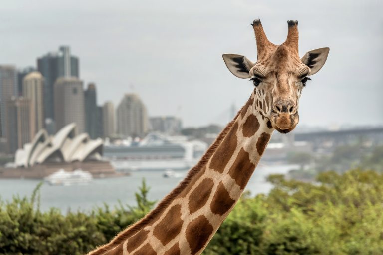 The 10 Best Zoos in the World: Complete 2026 Guide