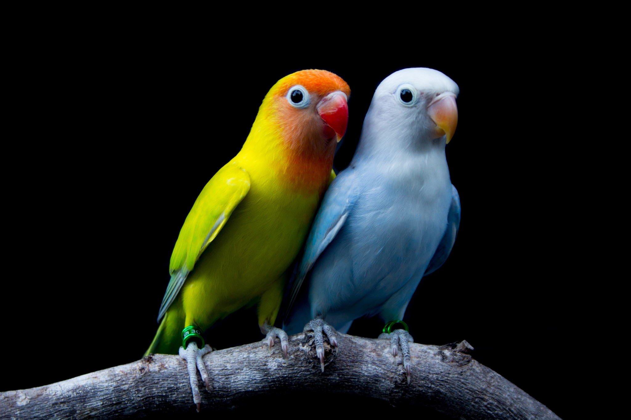 Unique Lovebird Names: The Ultimate Guide for 2026