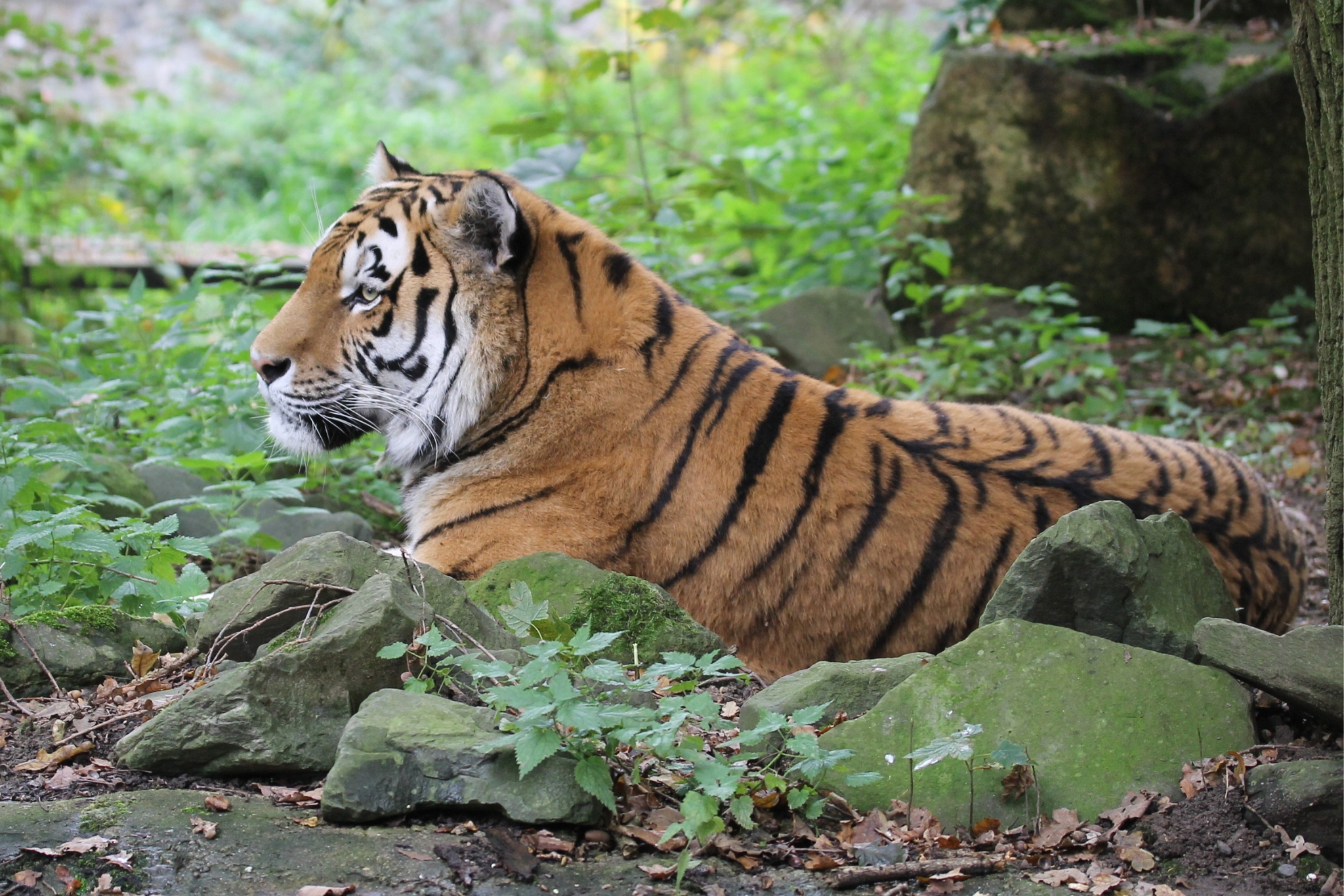 Guide to Exotic Animal Training and Management Programs