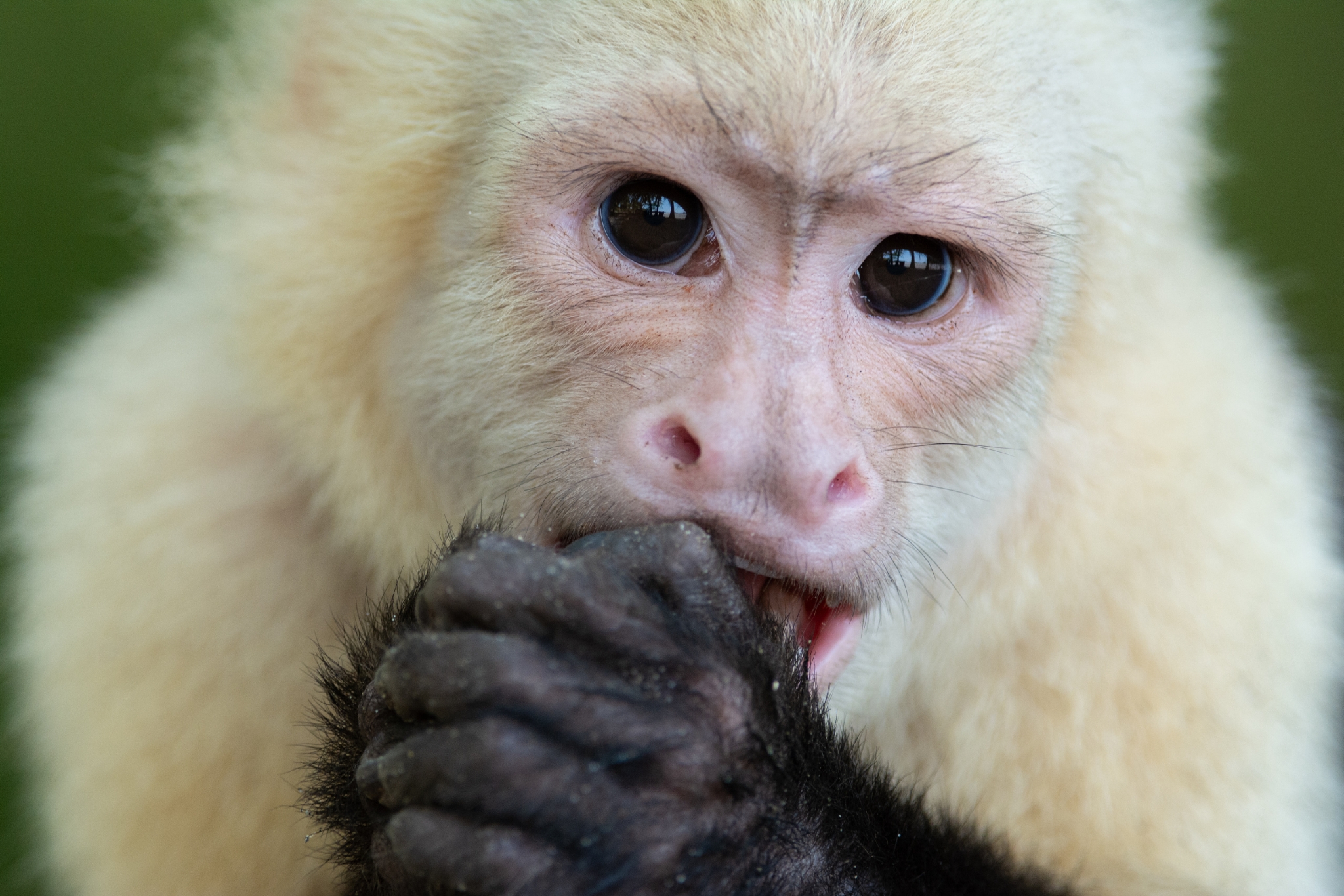 Can Capuchin Monkeys Eat Chocolate? What You Must Know