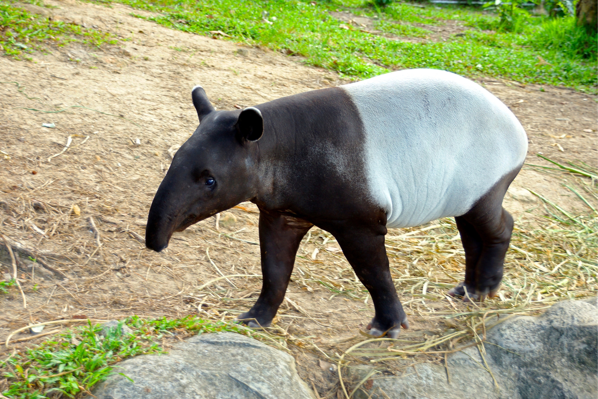 Meet the Tapir: The Adorable Jungle Animal You've Never Heard Of