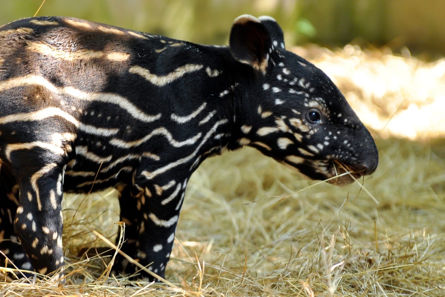 Meet the Tapir: The Adorable Jungle Animal You've Never Heard Of