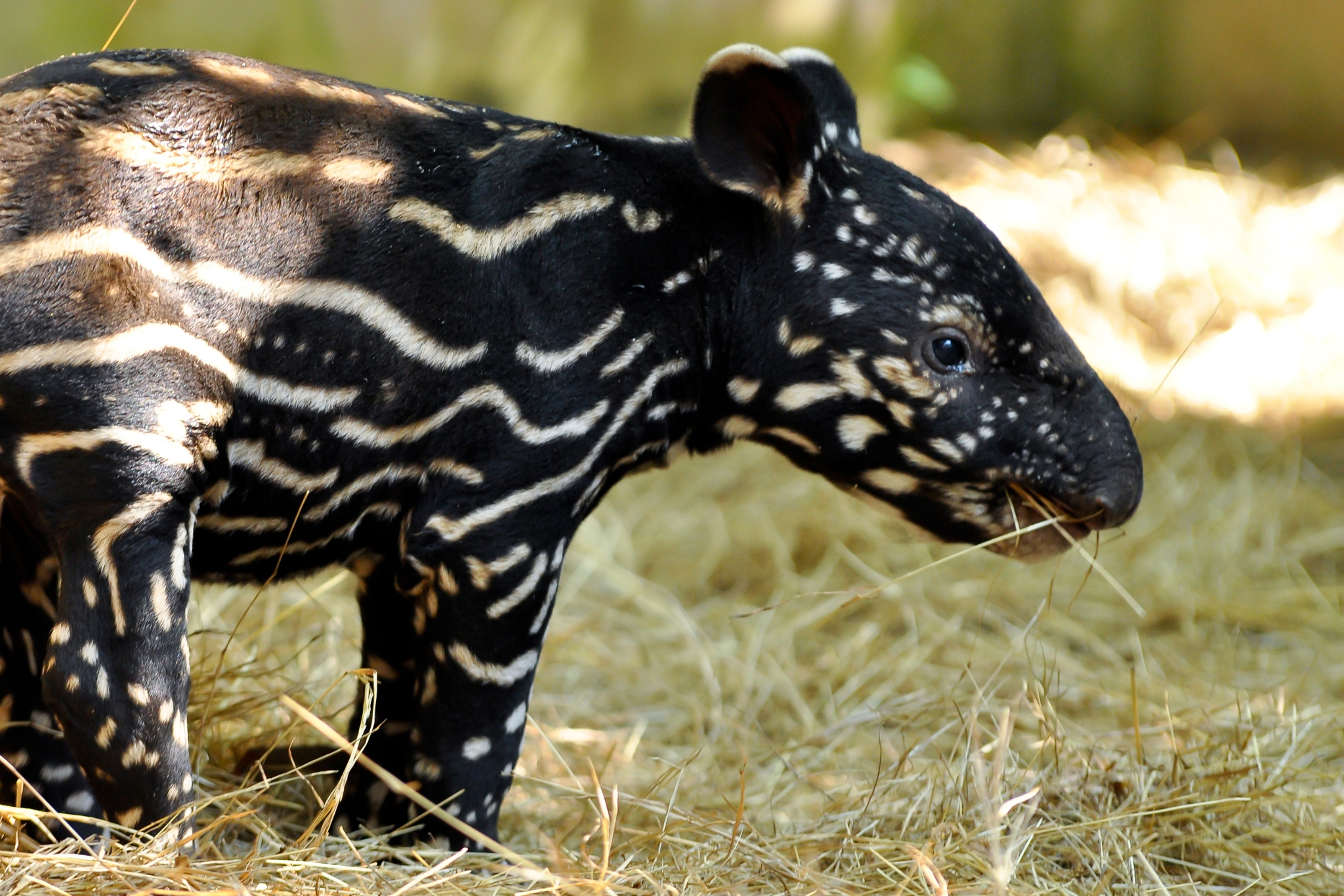 baby tapir