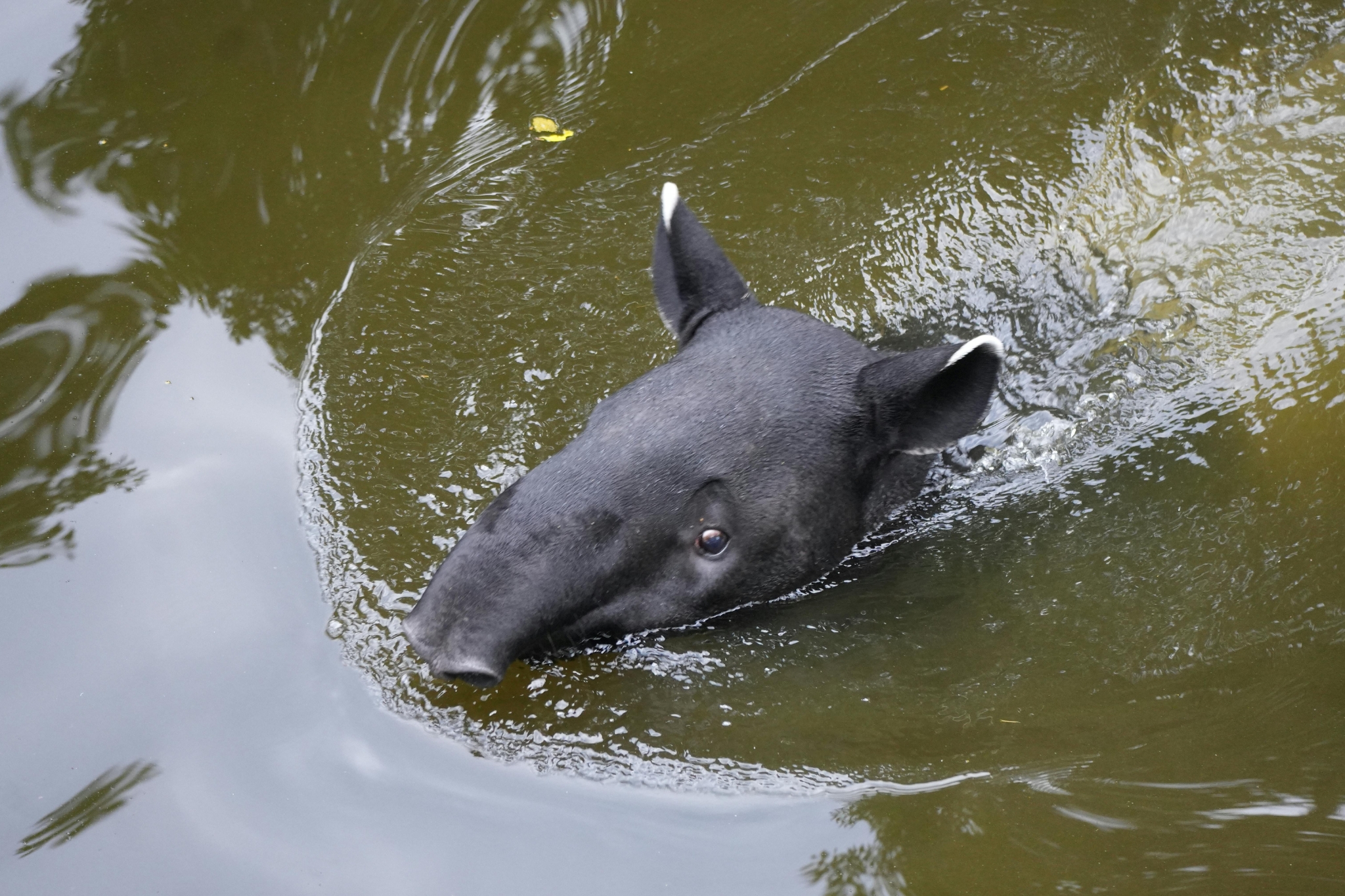 tapir swimming