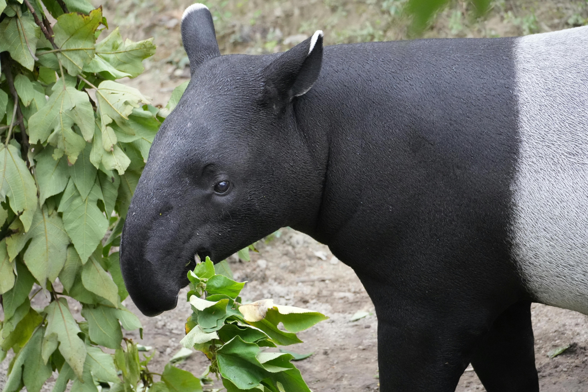 tapir eating