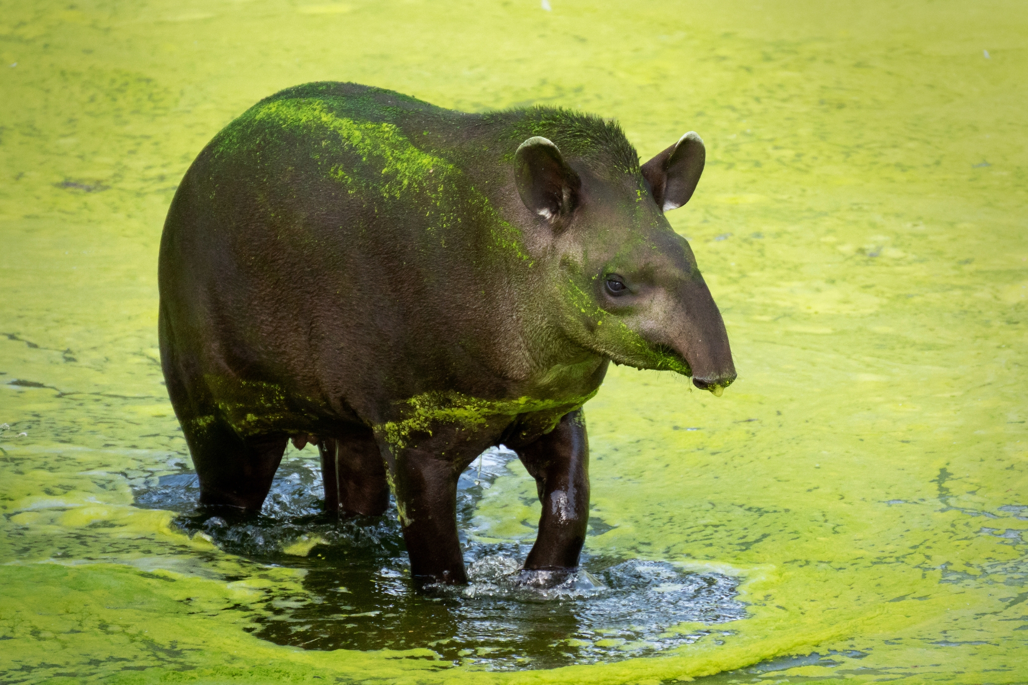 big tapir in water