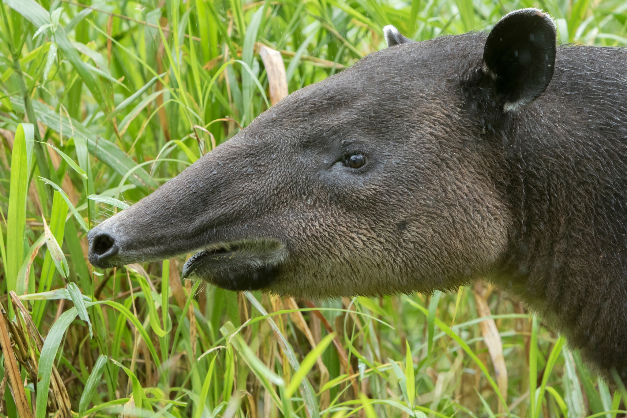 tapir
