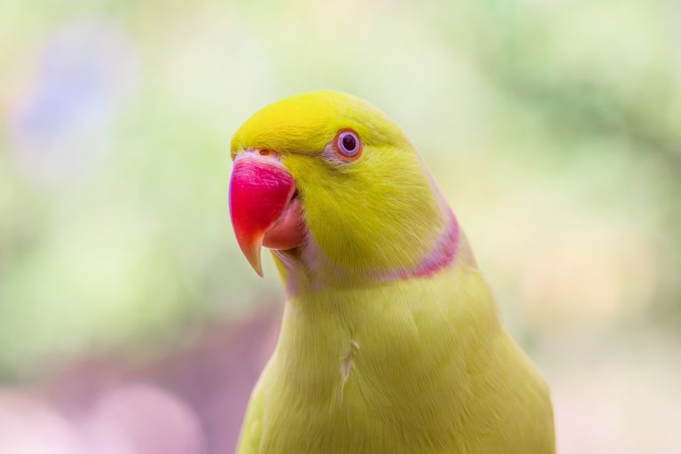 Can Indian Ringneck Parrots Talk? What to Expect & How to Teach Them