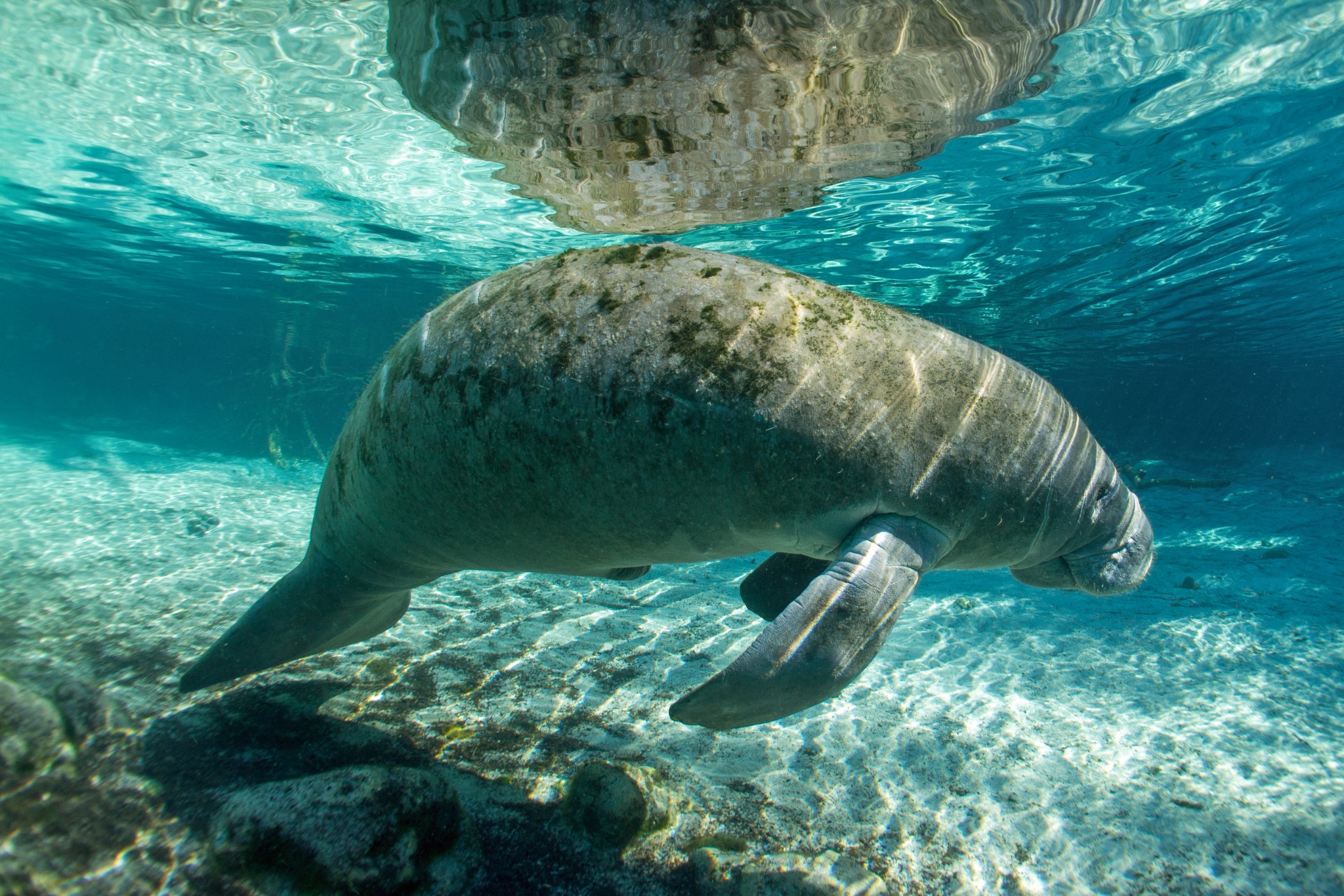 Meet Your New Favorite Marine Mammal: The Manatee (And Learn How You Can Save Them)
