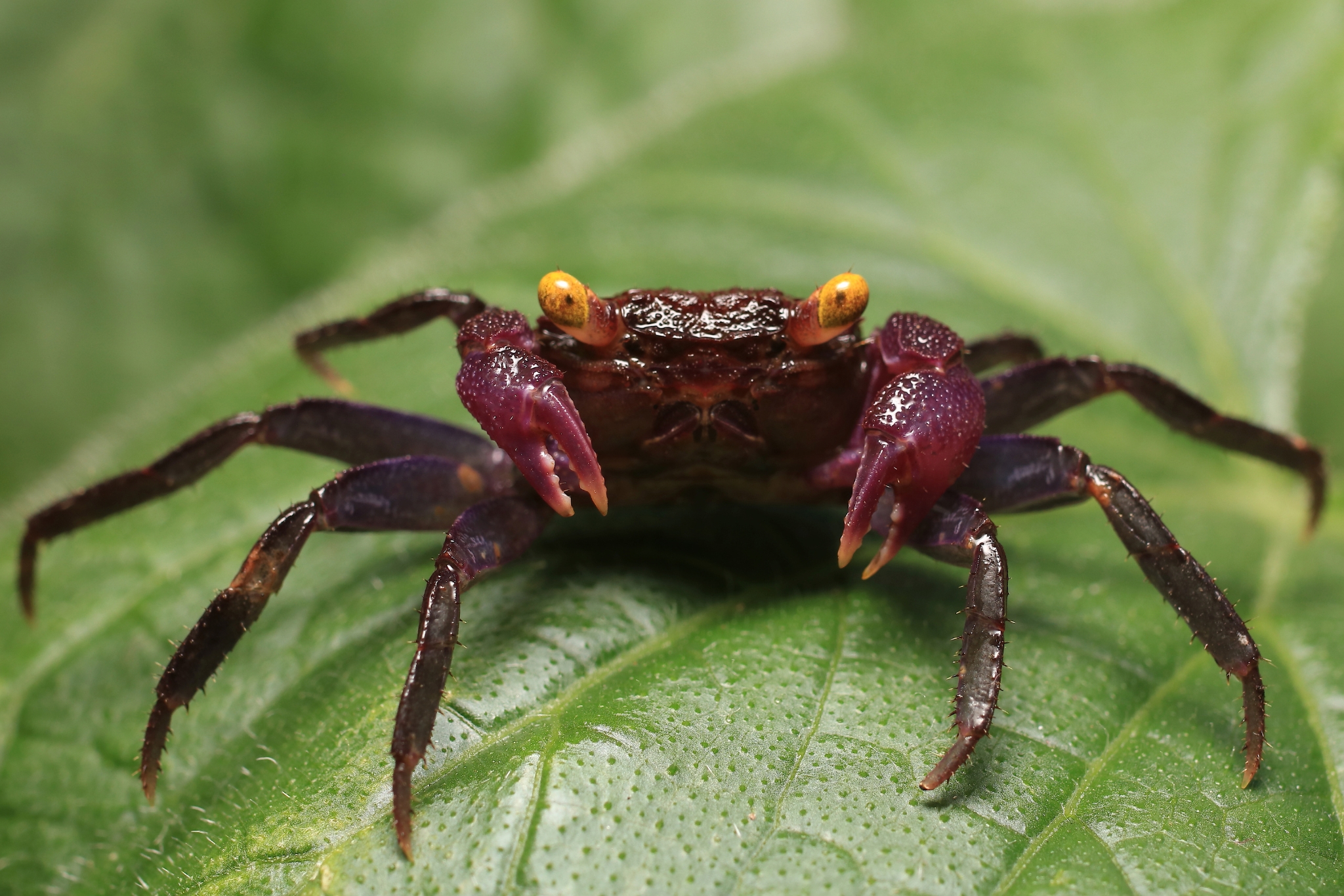 Vampire Crabs Are the Trendy Pet You Didn't Know You Needed