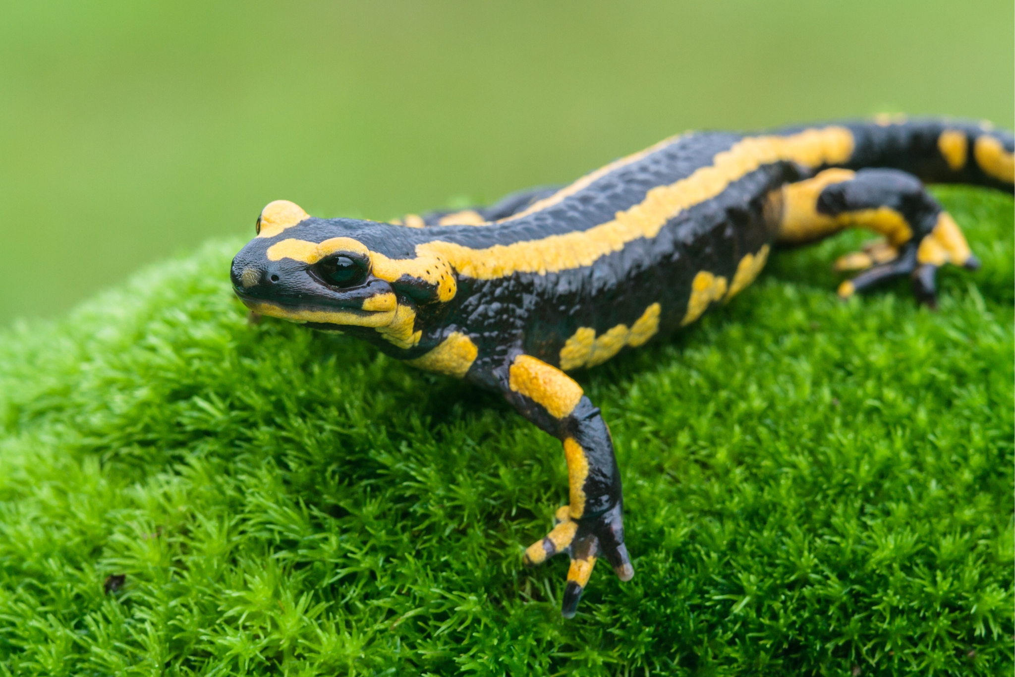 The Best Paludarium Pets (17 Species That Will Elevate Your Setup)