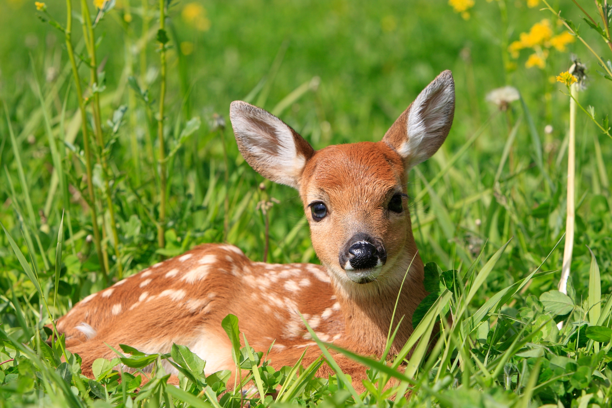 Animals That Love Springtime: Wildlife That Thrives When the Season Changes