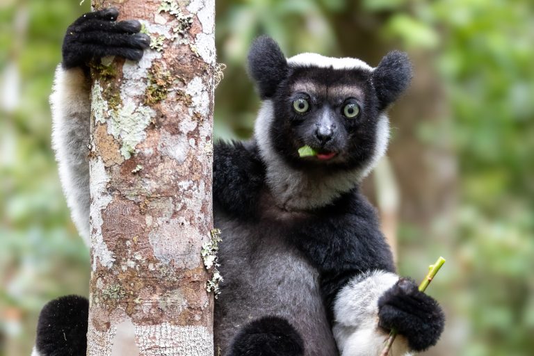 Meet the Indri Lemur: The Rare 3 Foot Tall Giant of Madagascar