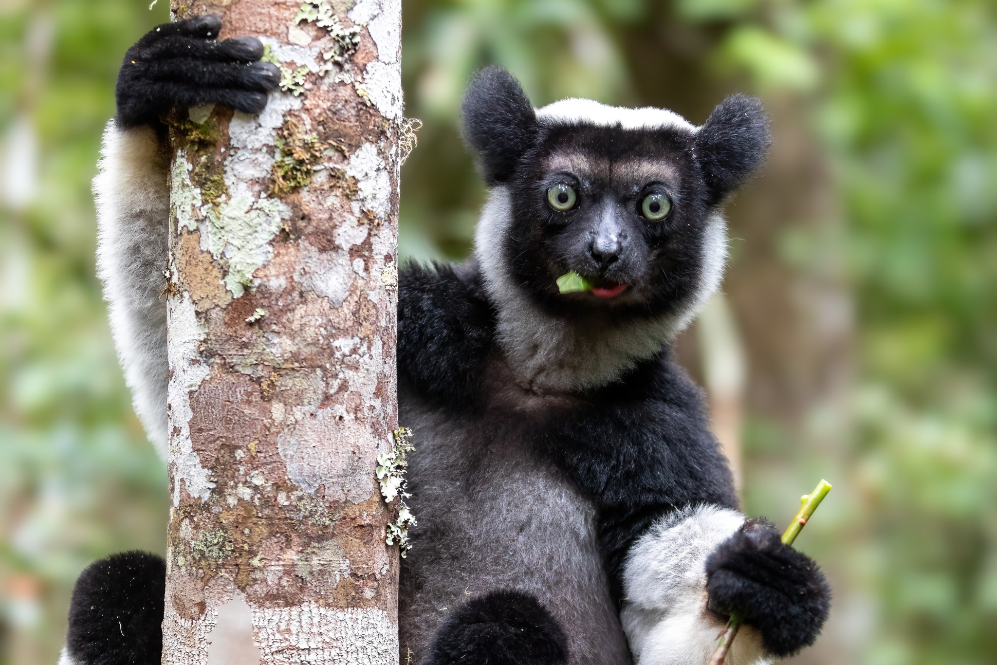 Meet the Indri Lemur: The Rare 3 Foot Tall Giant of Madagascar