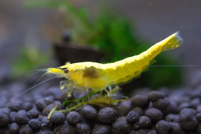 8 Reasons Why Neocaridina Shrimp Make Awesome Pets