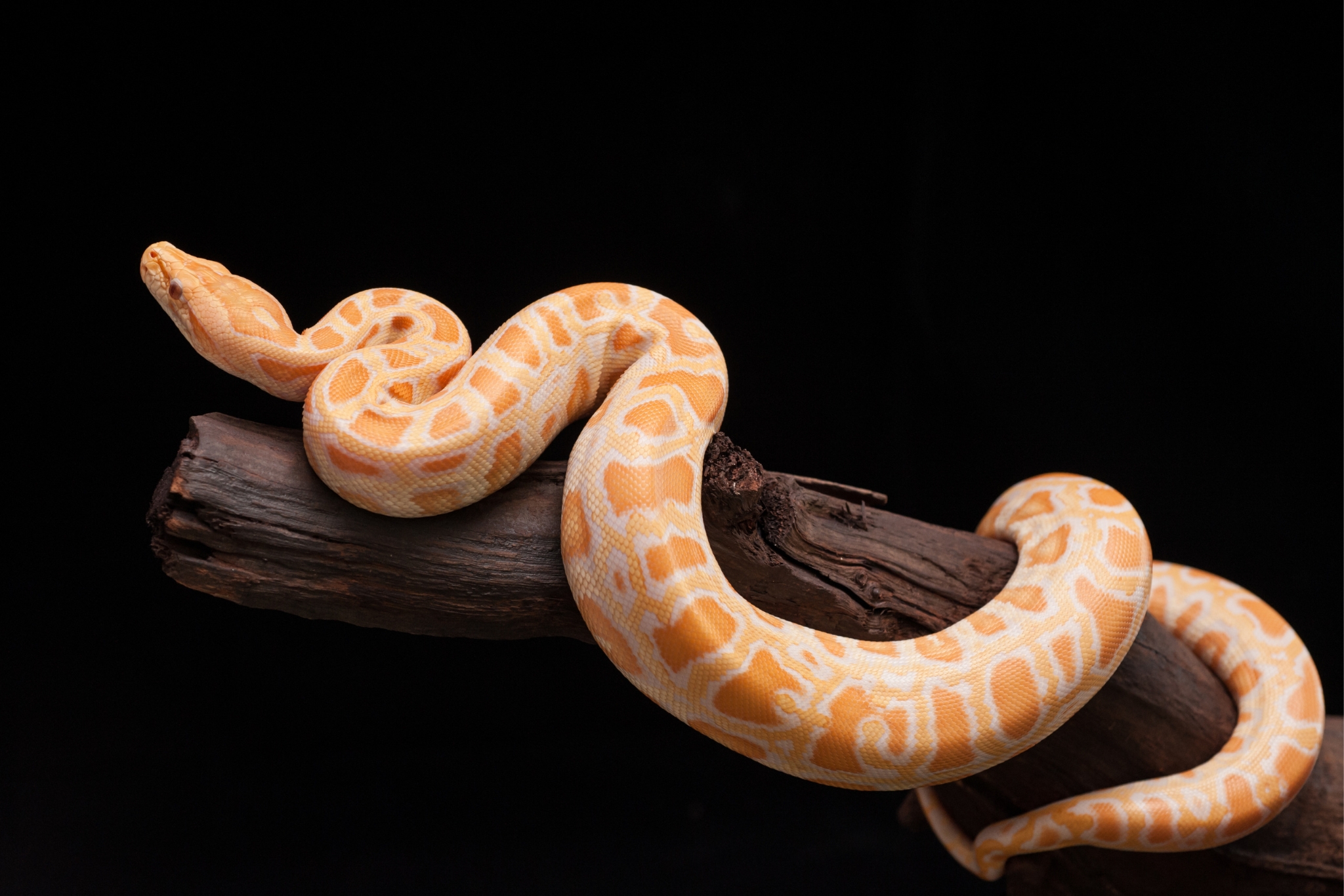 8 Reasons Ball Pythons Make the Perfect Pet