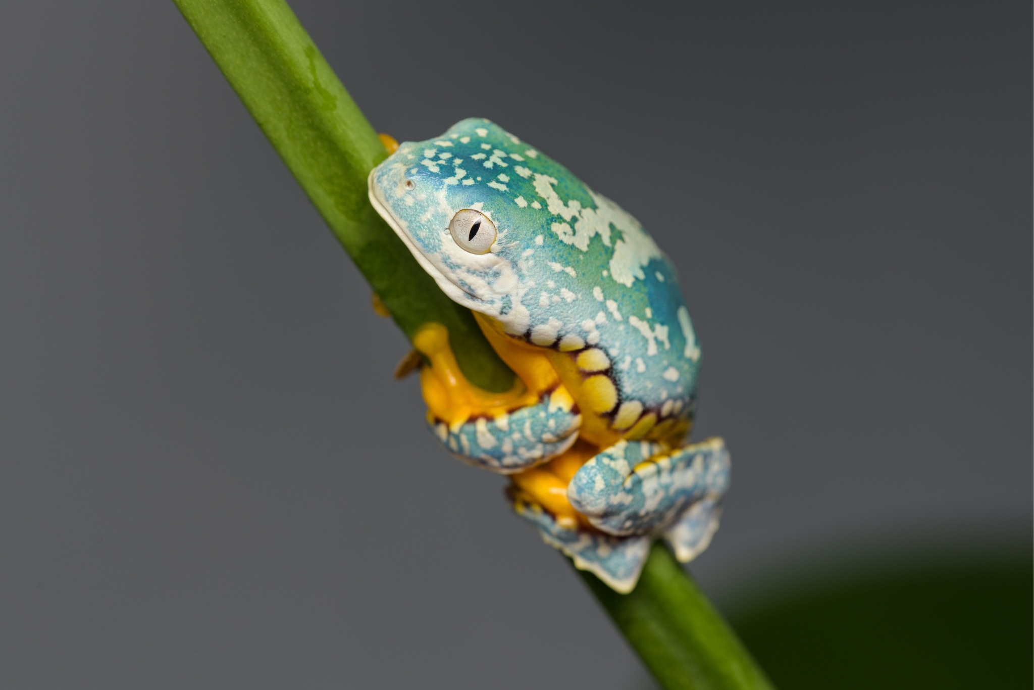The Ultimate Fringed Leaf Tree Frog Diet Guide