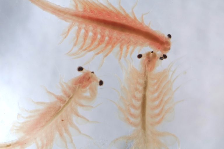 Baby Brine Shrimp: The Ultimate Superfood for Happy, Healthy Fish