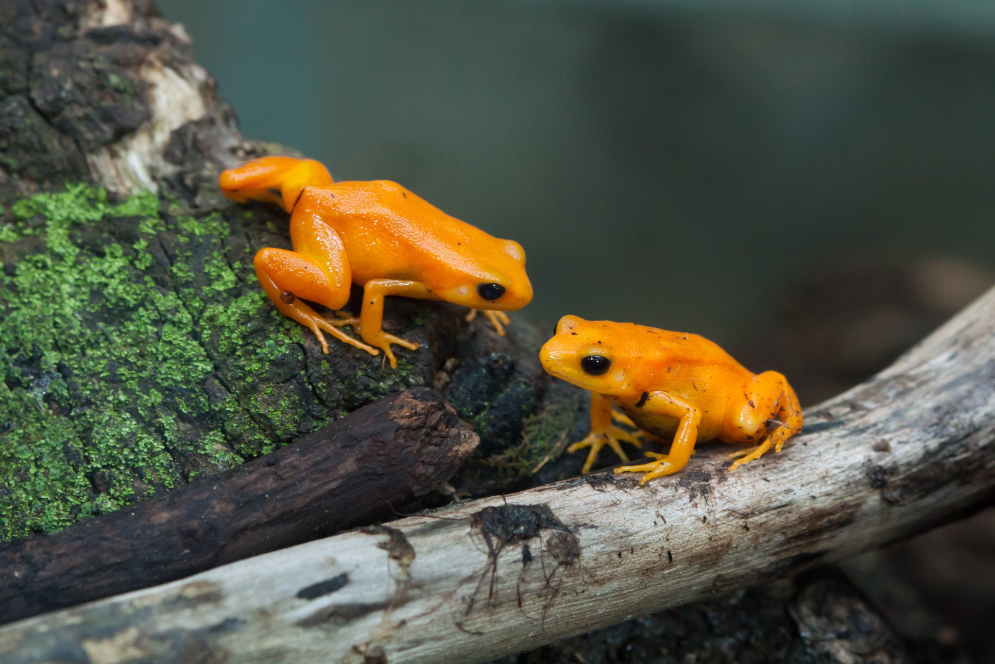 Golden Mantella Frog Care Guide: Habitat, Diet & Care Tips