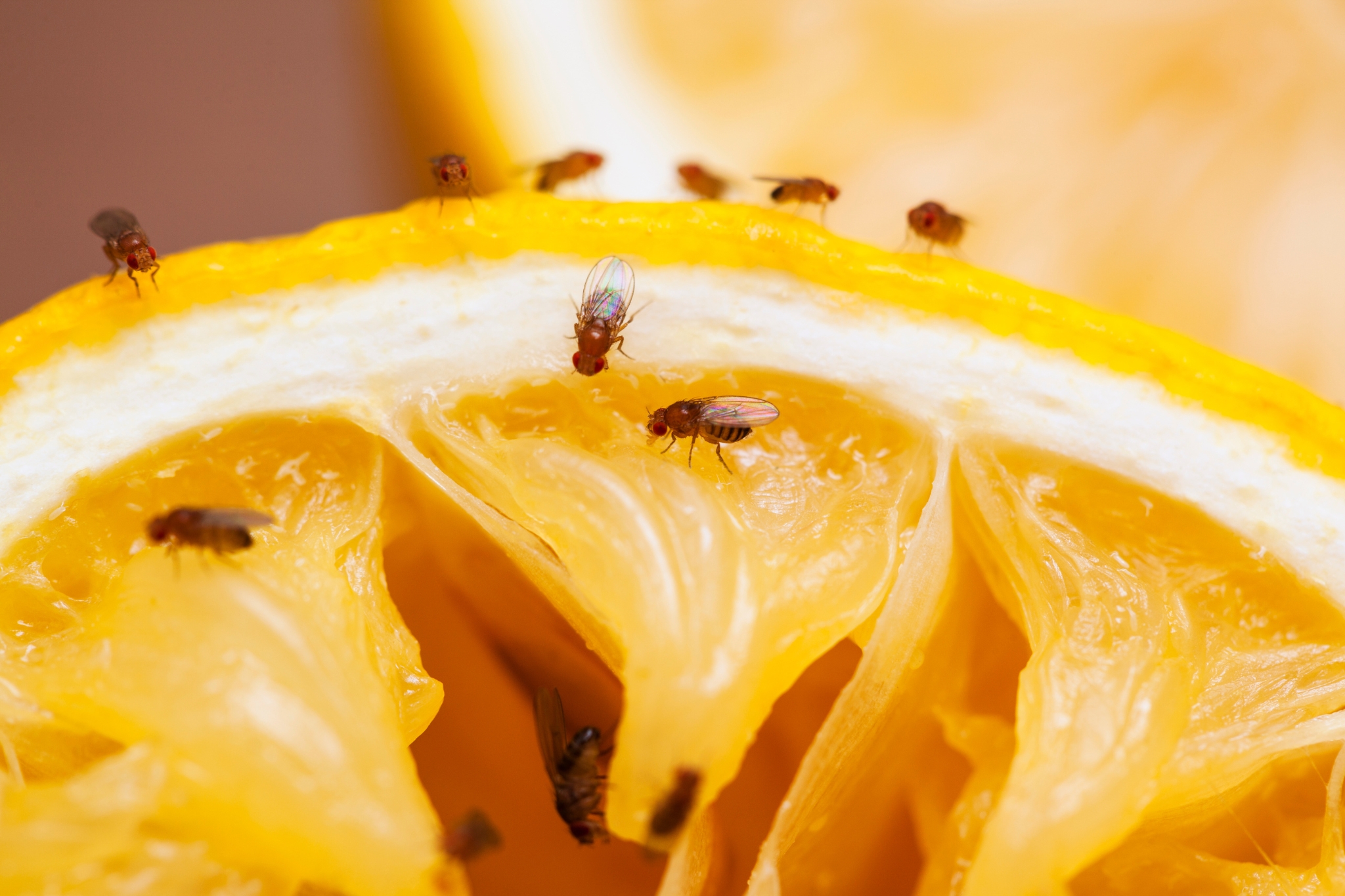 Tiny Prey, Big Results: Feeding Fruit Flies to Reptiles, Frogs & Insects