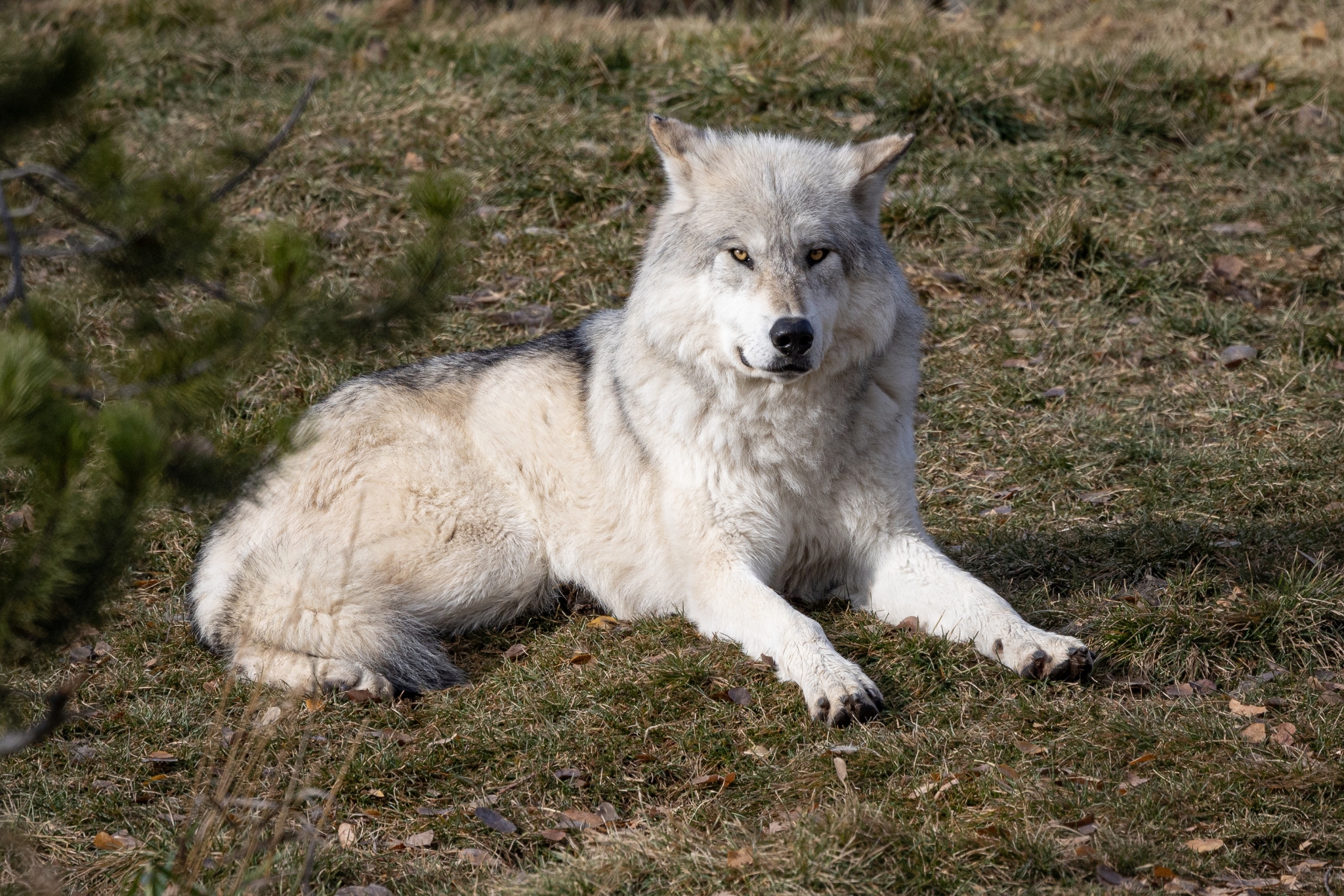 The Truth About Potty Training Wolf Hybrids (And Why It's So Hard)