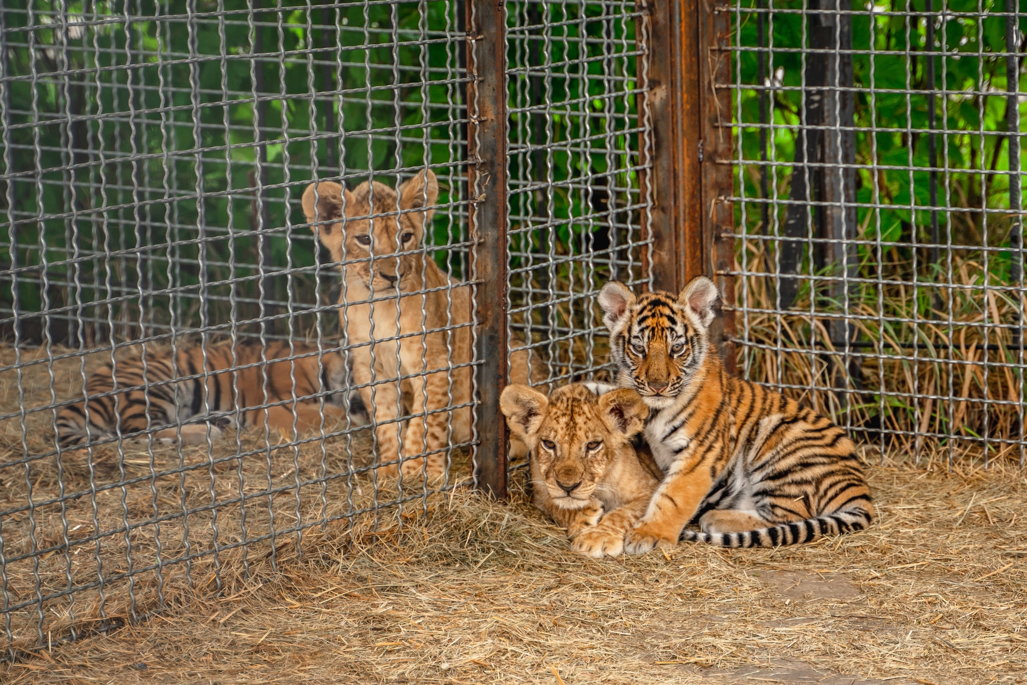 Stolen from the Wild: the Illegal Exotic Pet Trade Explained & How You Can Stop It