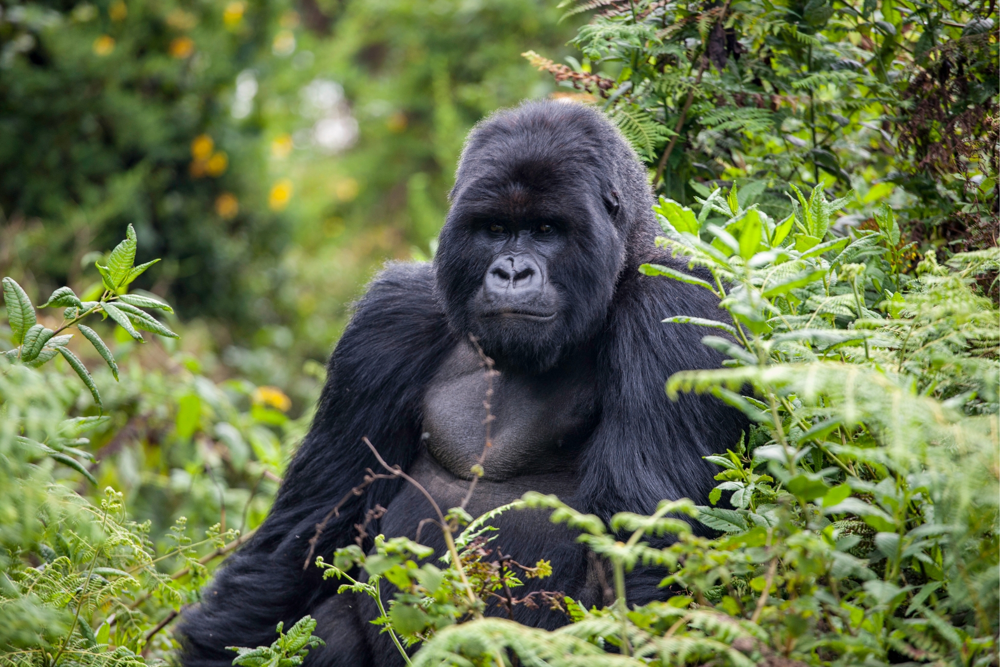 What Is Conservation? Understanding Habitat Protection, Species Protection, and Animal Welfare
