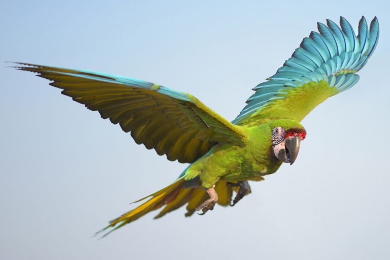 Why Your Parrot Needs to Fledge Naturally Before Getting Its Wings Clipped