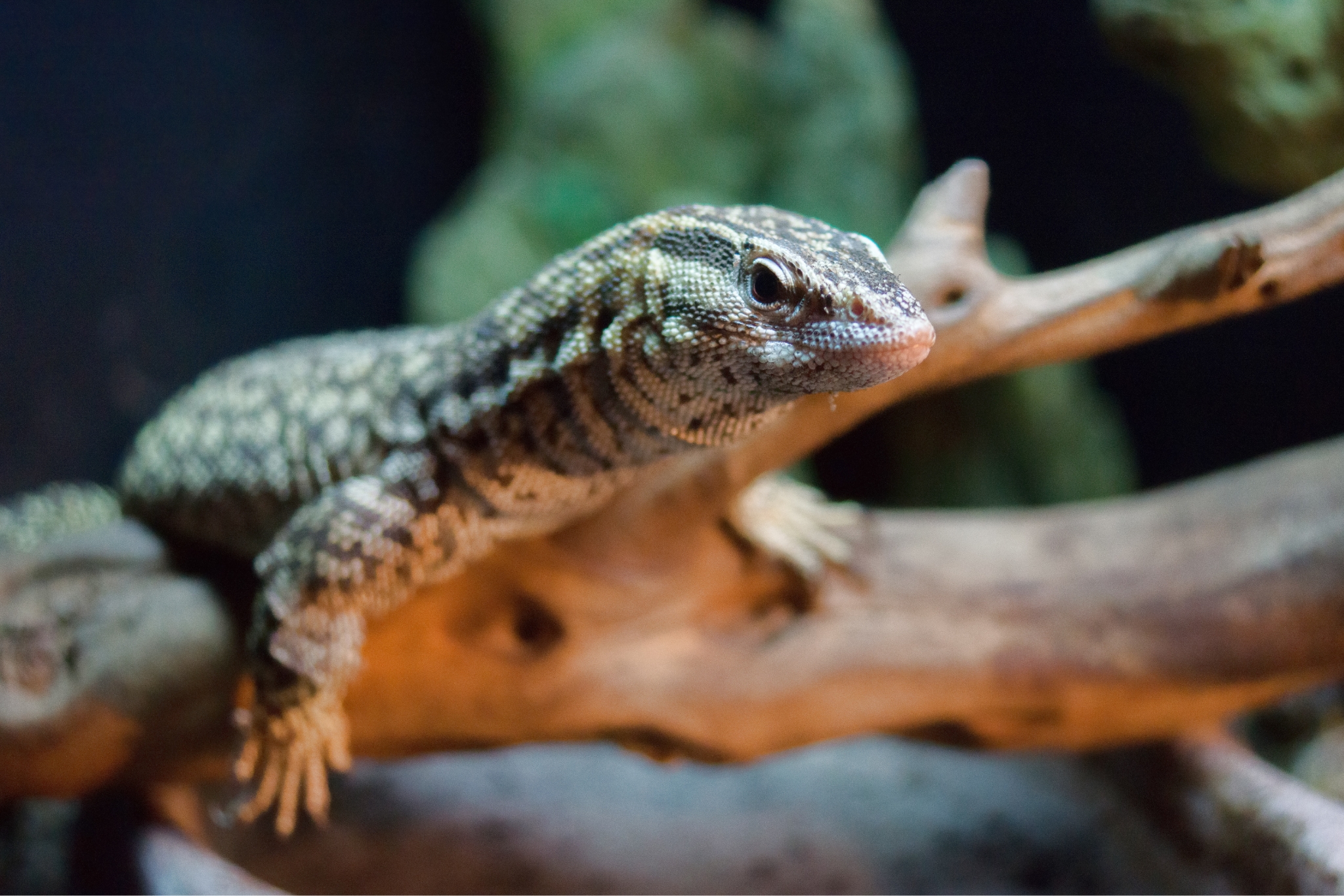 7 Best Bugs for Ackie Monitors (Heathy Pet Feeding Guide)