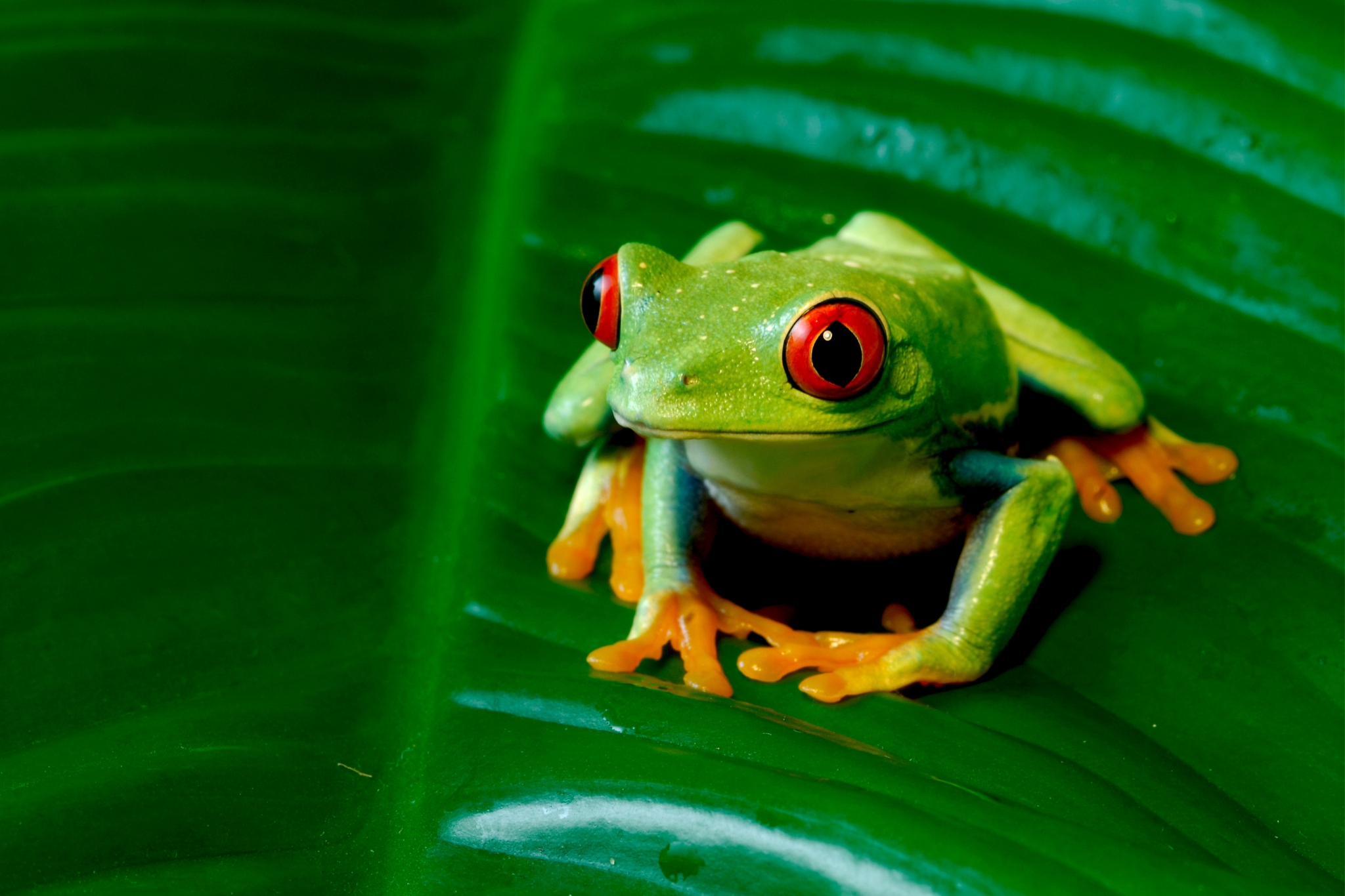 10 Best Plants for Bioactive Red-Eyed Tree Frog Enclosures