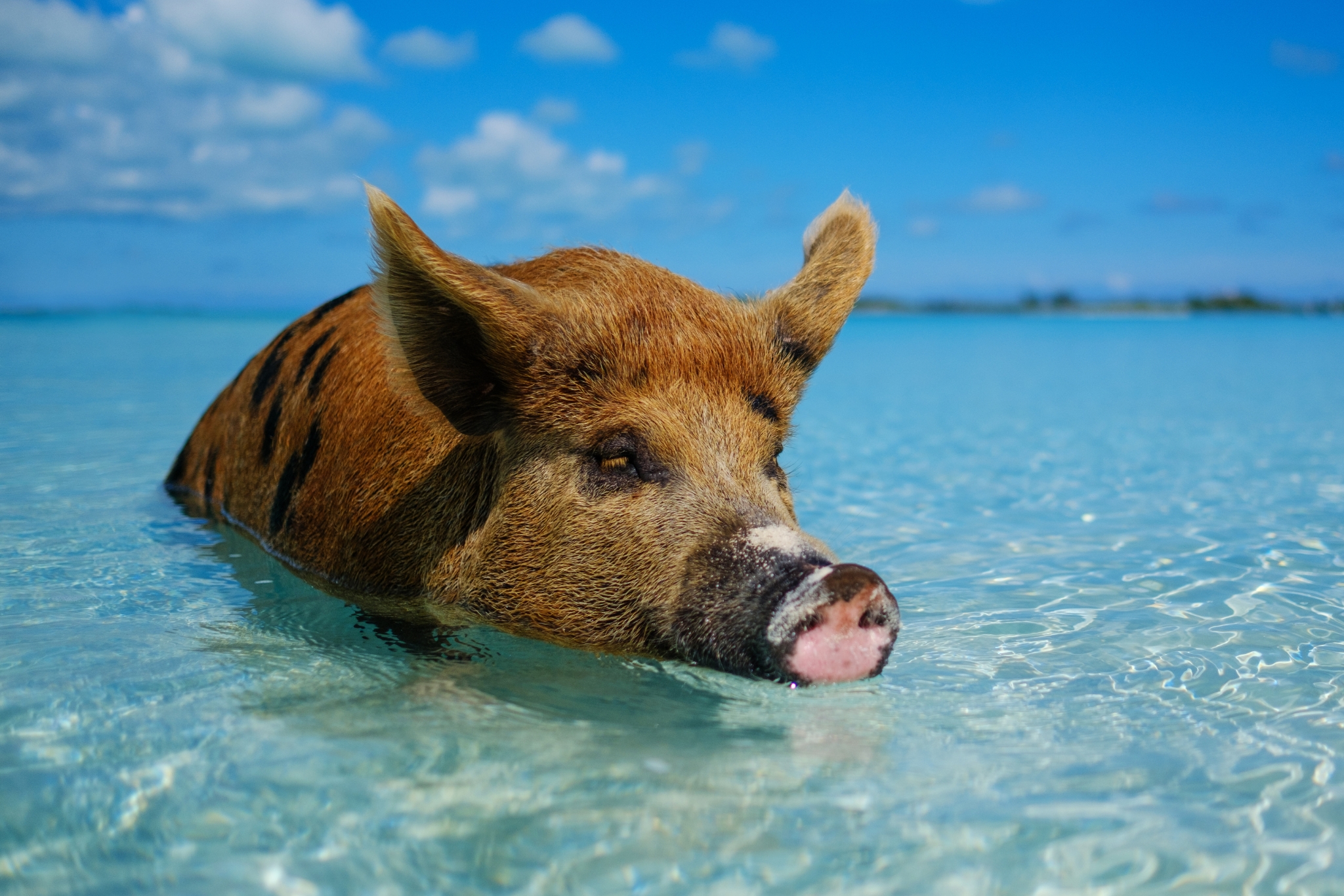 Swimming Pigs, Sharks, Flamingos & More: Guide to Bahamas Wildlife