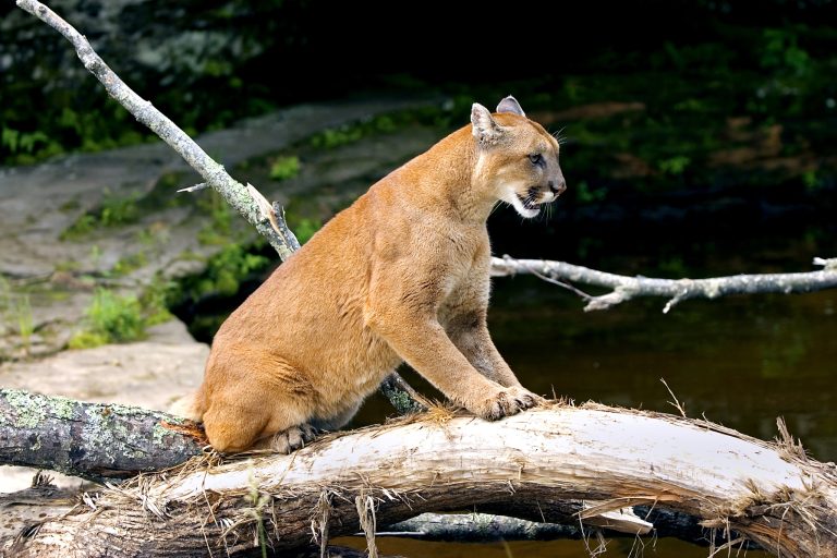 Meet America's Ghost Cat: Everything You Need to Know About the Endangered Florida Panther