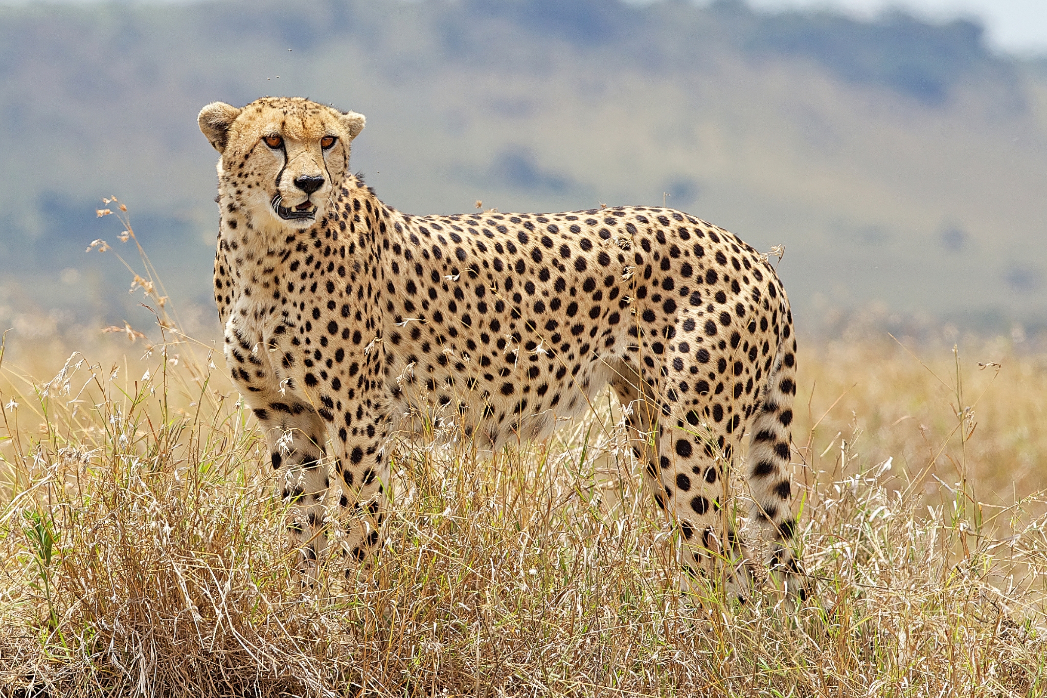 Cheetah standing alert in African savanna grassland