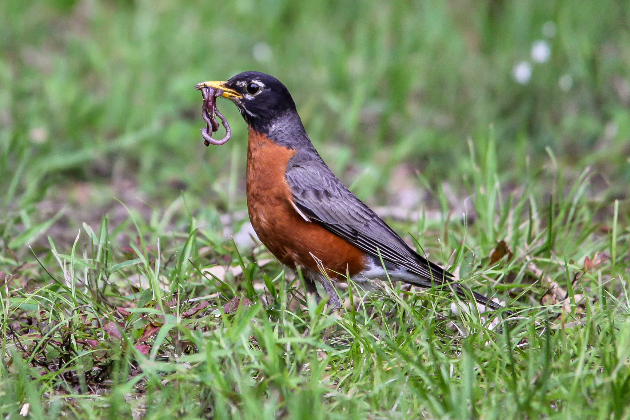 Birds in spring migration and nesting season