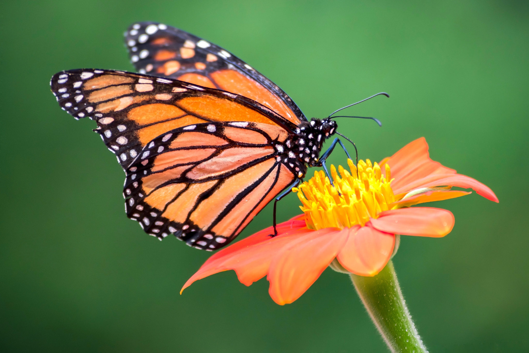 Monarch butterfly on spring wildflowers