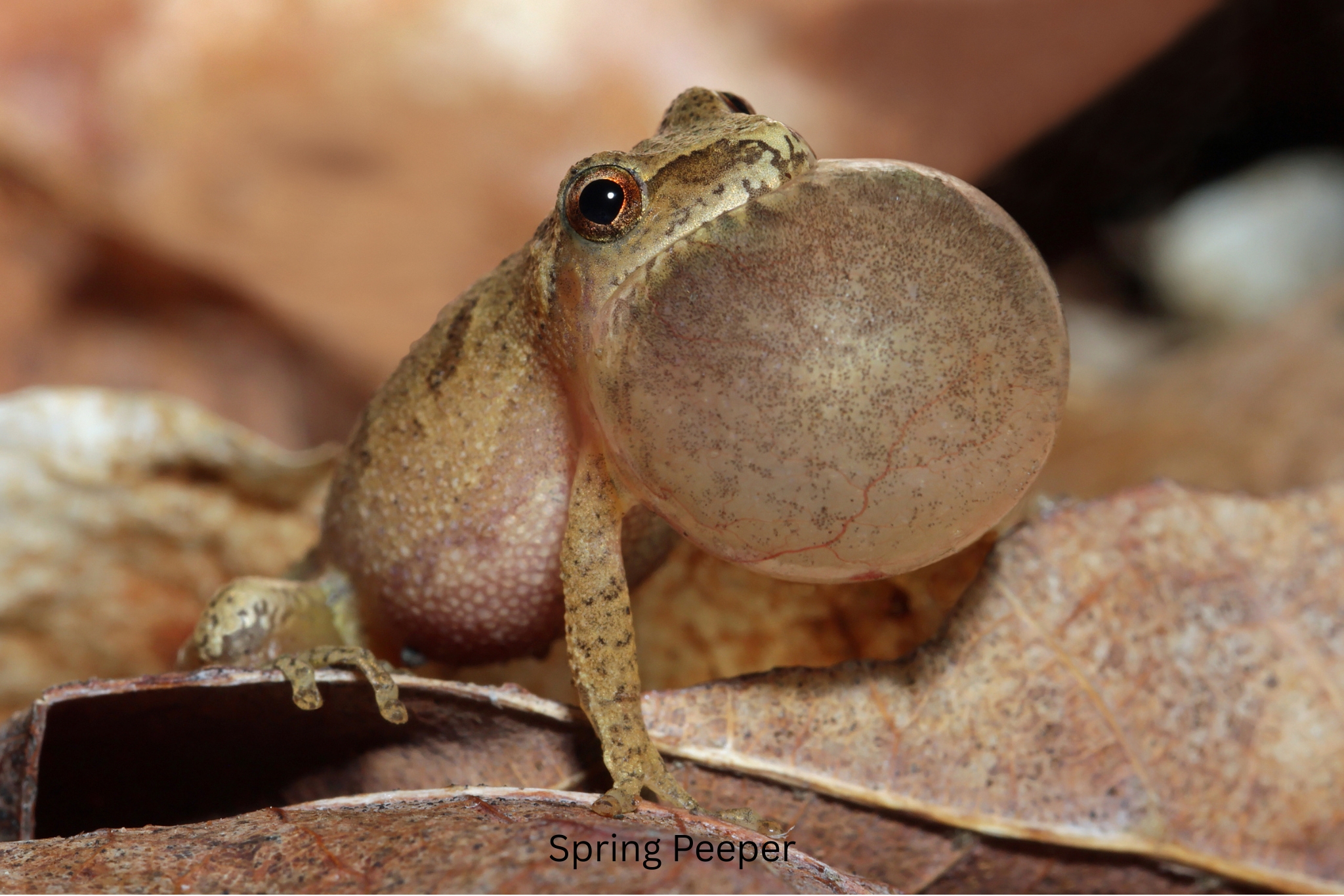 Frog in spring pond