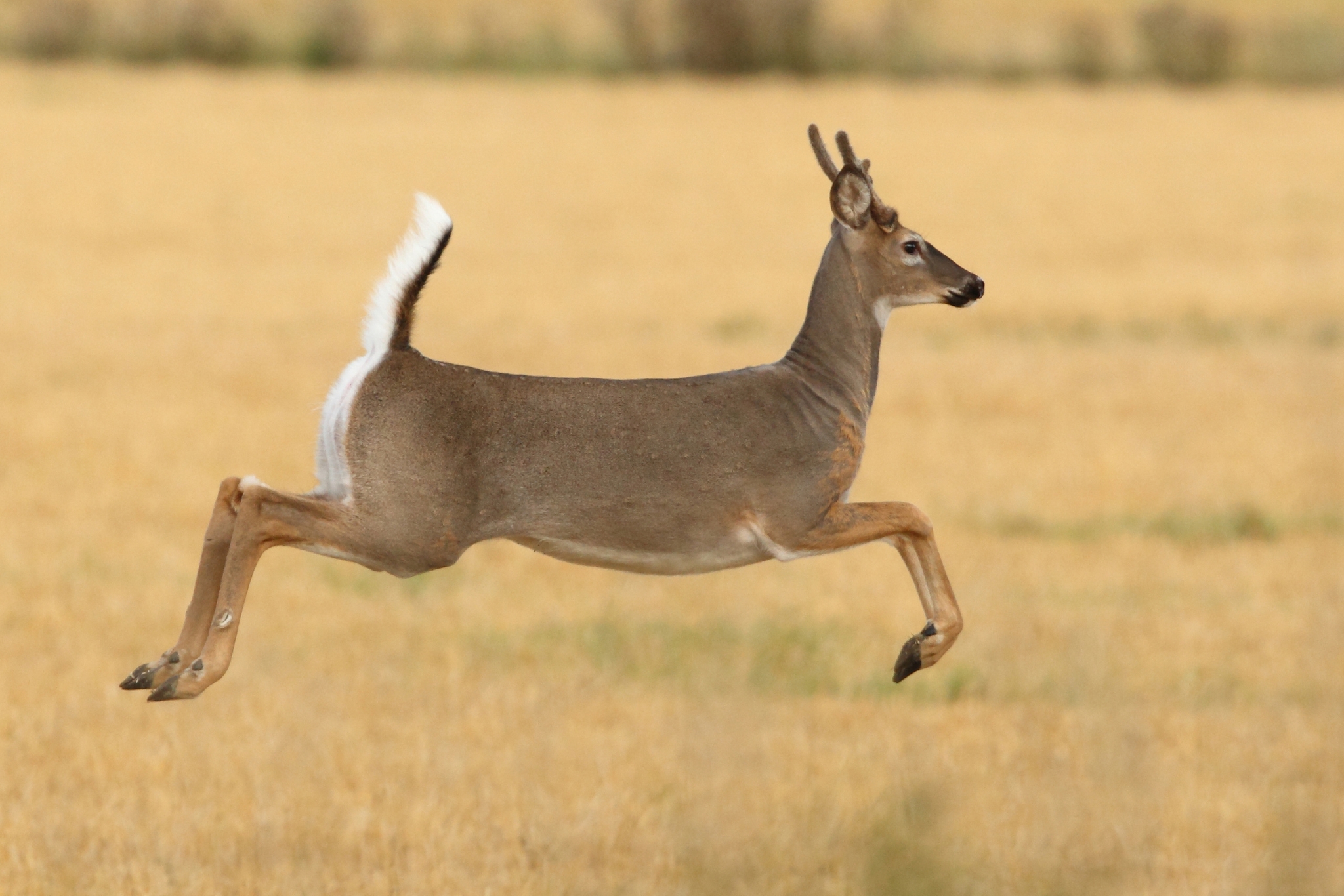 White-tailed deer in spring meadow
