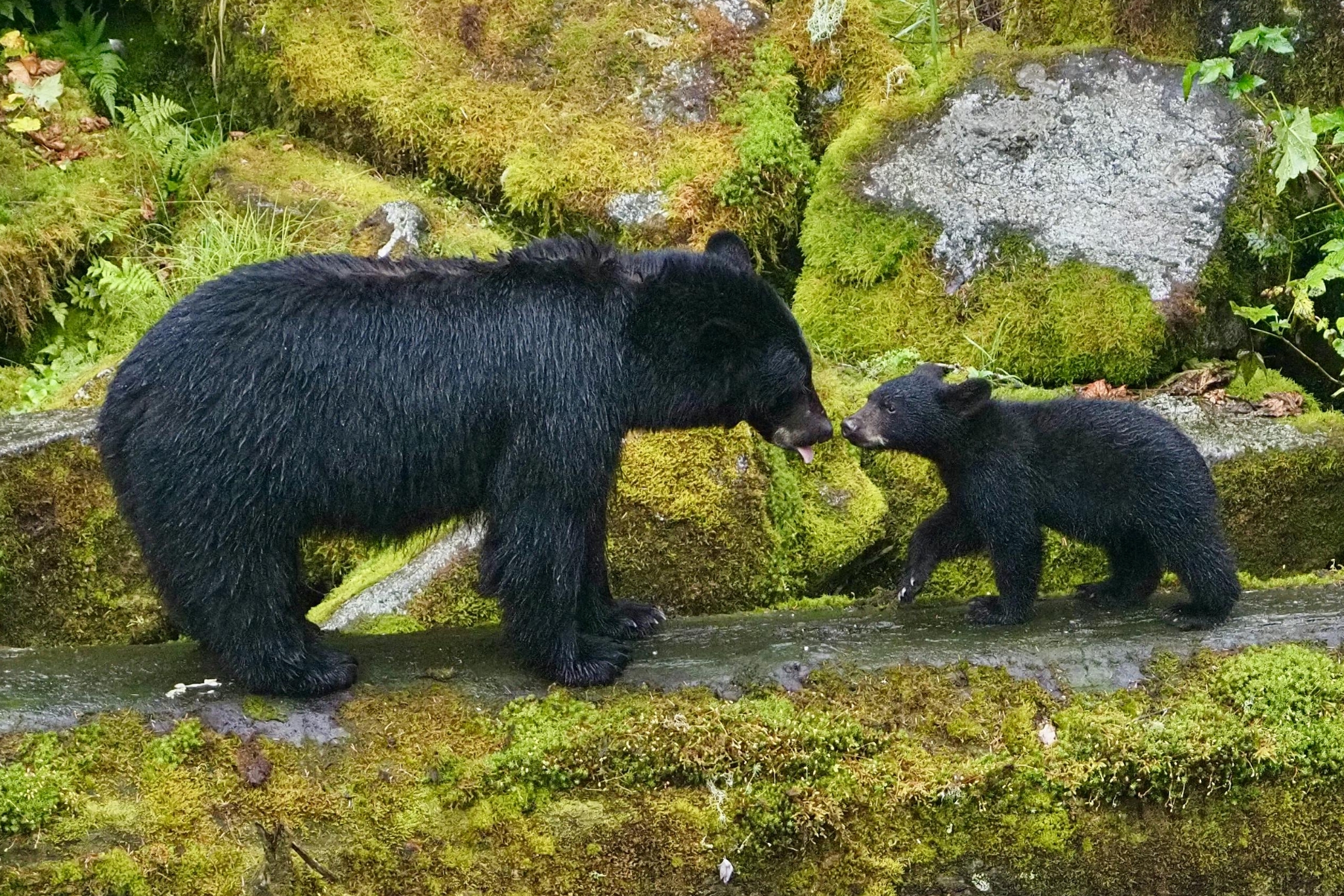 Bear emerging from hibernation in spring
